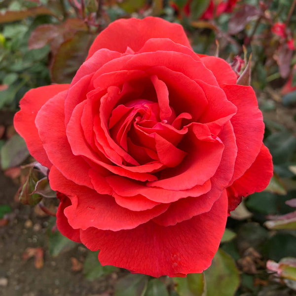 Rose Bush Plant 'Fragrant Cloud'