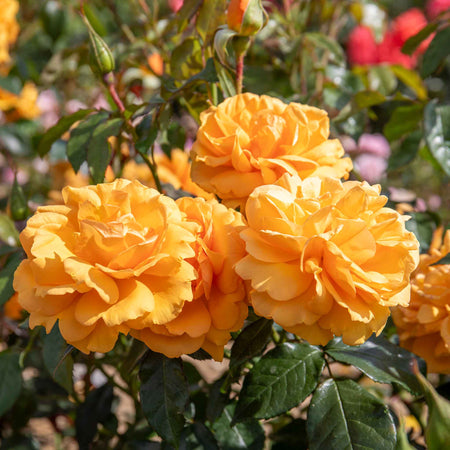 Rose Bush Plant 'Golden Beauty'