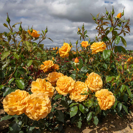 Rose Bush Plant 'Golden Beauty'