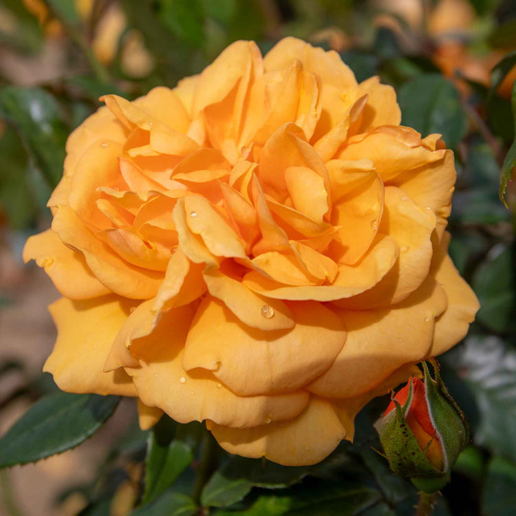 Rose Bush Plant 'Golden Beauty'