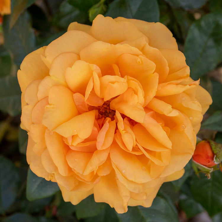 Rose Bush Plant 'Golden Beauty'