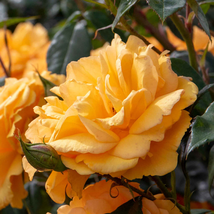 Rose Bush Plant 'Golden Beauty'