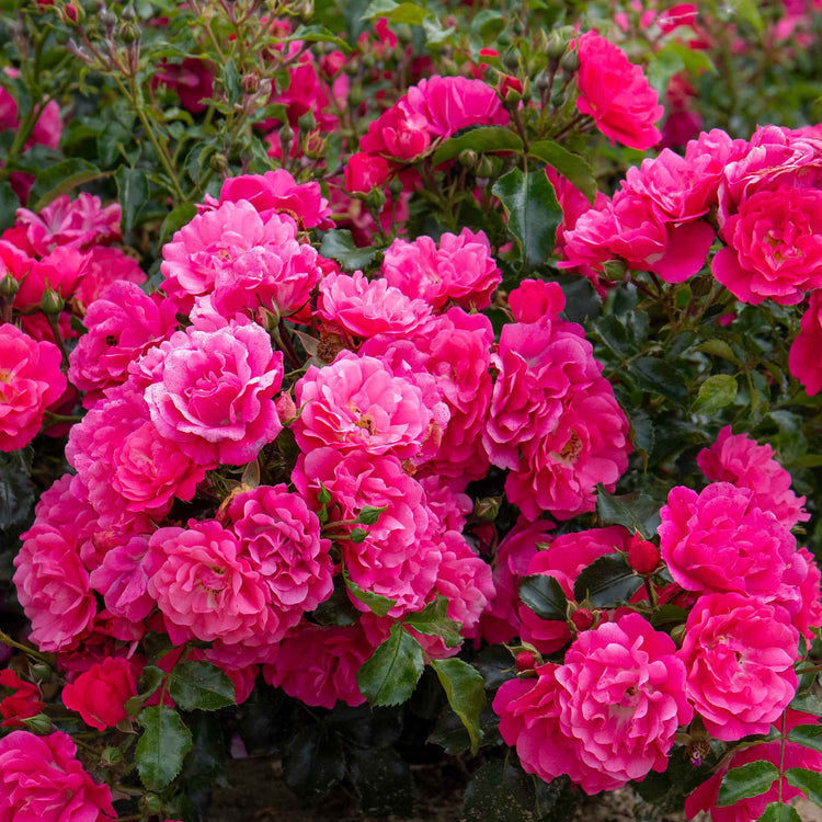 Rose Bush Plant 'Flower Carpet Pink Supreme'