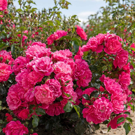 Rose Bush Plant 'Flower Carpet Pink Supreme'