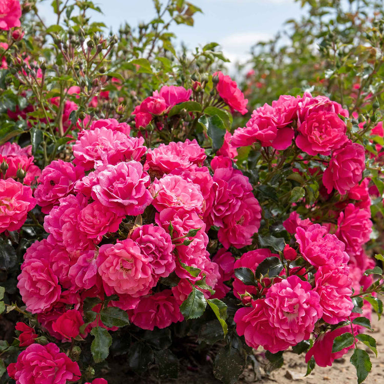 Rose Bush Plant 'Flower Carpet Pink Supreme'