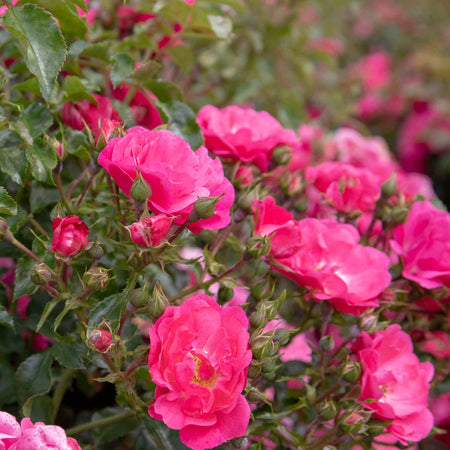 Rose Bush Plant 'Flower Carpet Pink Supreme'