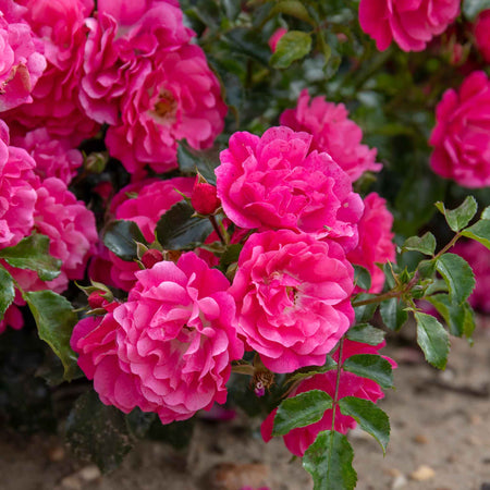 Rose Bush Plant 'Flower Carpet Pink Supreme'