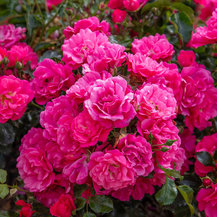 Rose Bush Plant 'Flower Carpet Pink Supreme'