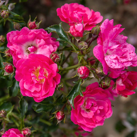 Rose Bush Plant 'Flower Carpet Pink Supreme'