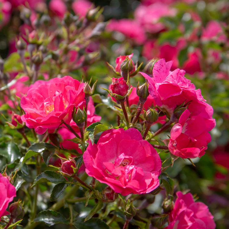 Rose Bush Plant 'Flower Carpet Pink Supreme'