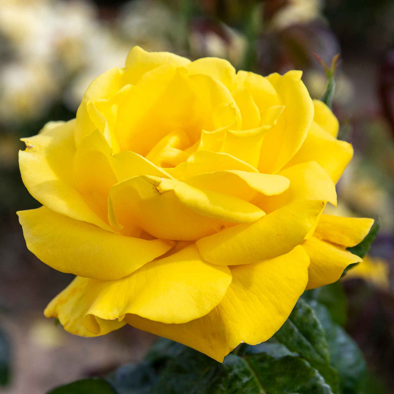 Rose Bush Plant 'Golden Wedding'