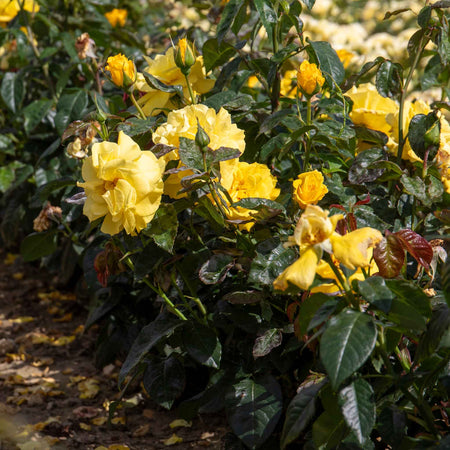 Rose Bush Plant 'Golden Wedding'