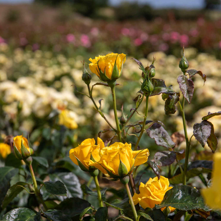 Rose Bush Plant 'Golden Wedding'