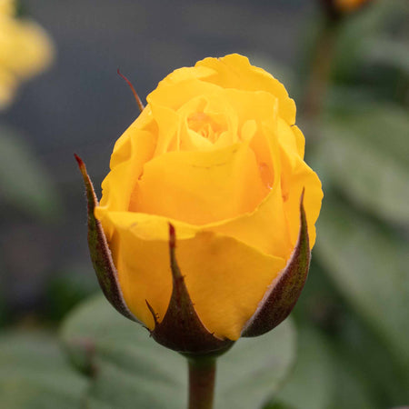 Rose Bush Plant 'Golden Wedding'