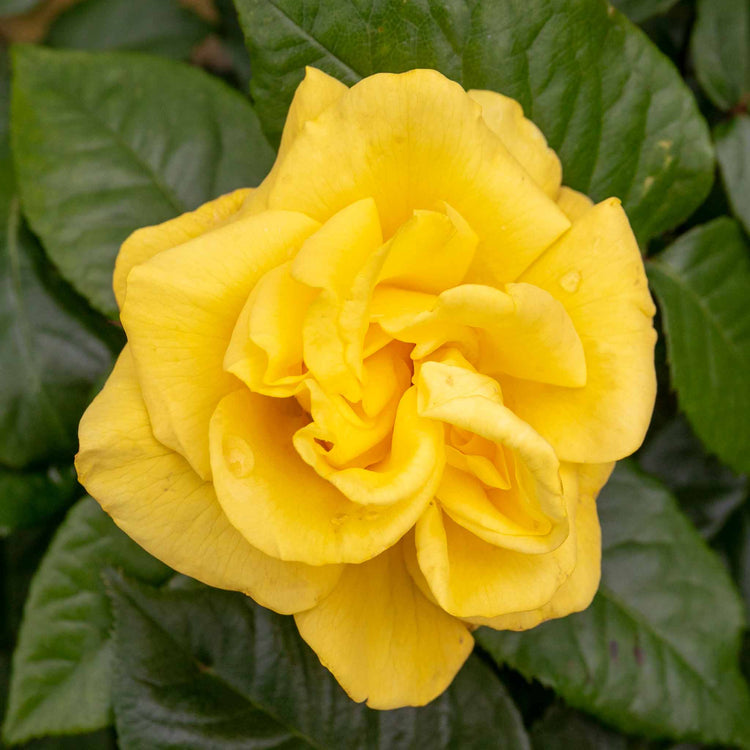 Rose Bush Plant 'Golden Wedding'