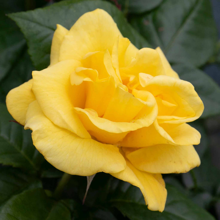 Rose Bush Plant 'Golden Wedding'