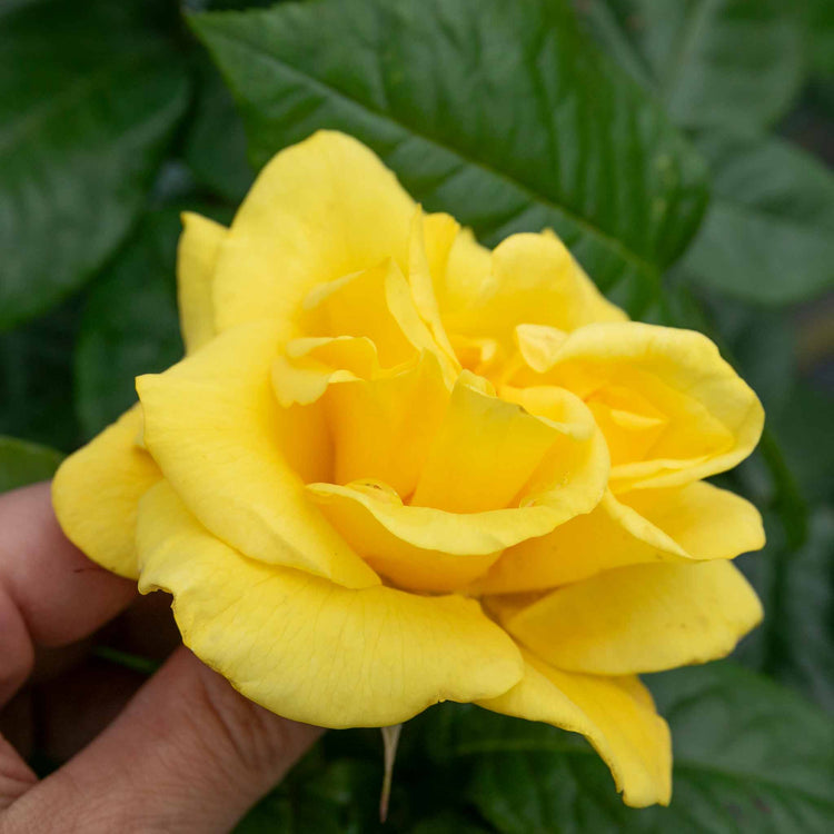 Rose Bush Plant 'Golden Wedding'