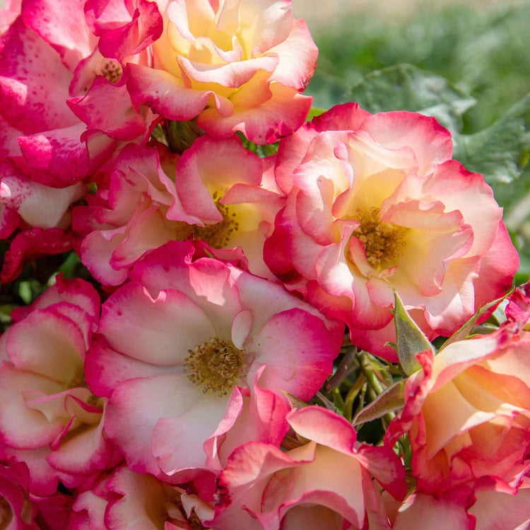 Rose Bush Plant 'Birthday Girl'