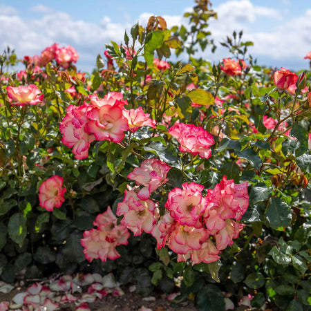 Rose Bush Plant 'Birthday Girl'