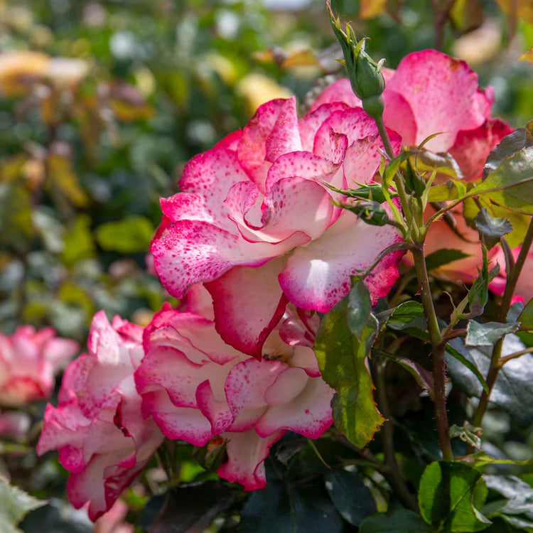 Rose Bush Plant 'Birthday Girl'