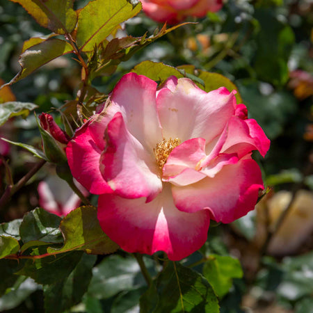 Rose Bush Plant 'Birthday Girl'