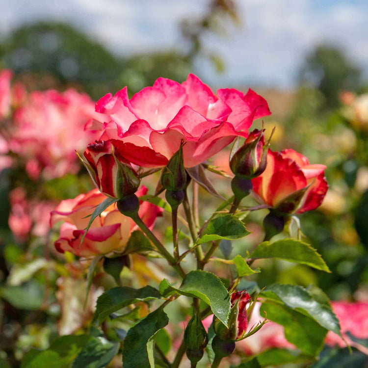 Rose Bush Plant 'Birthday Girl'