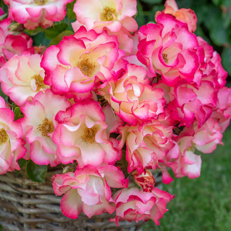 Rose Bush Plant 'Birthday Girl'