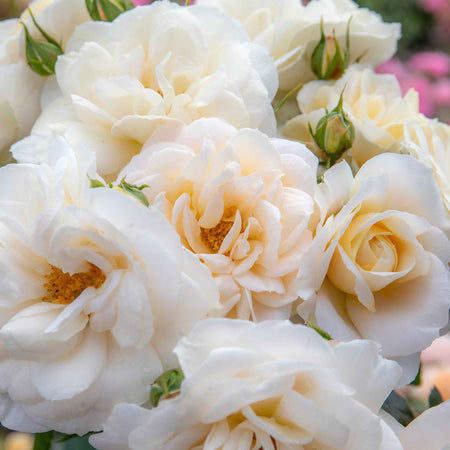 Shrub Rose Collection