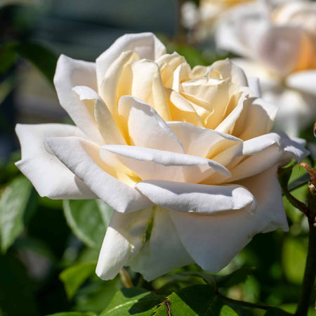 Shrub Rose Collection