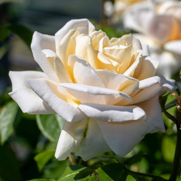 Rose Bush Plant 'Champagne Moment'