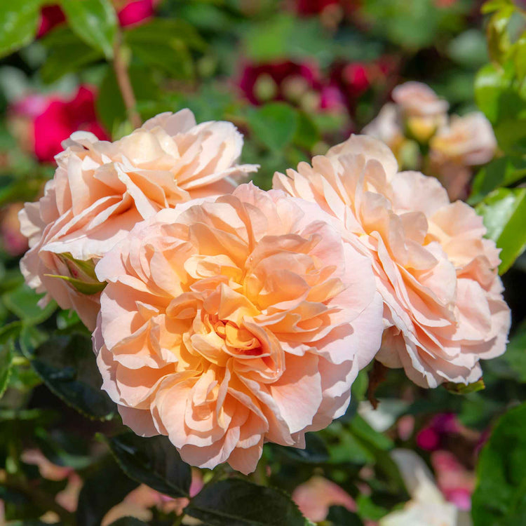 Climbing Rose Plant 'Peach Melba'