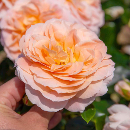 Climbing Rose Plant 'Peach Melba'