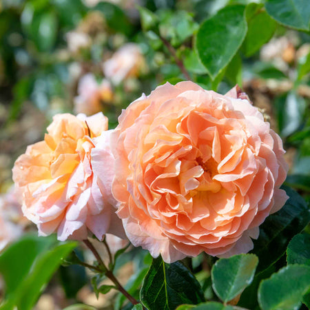 Climbing Rose Plant 'Peach Melba'