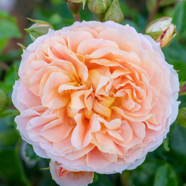 Climbing Rose Plant 'Peach Melba'