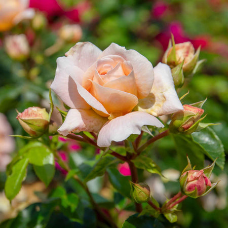 Climbing Rose Plant 'Peach Melba'