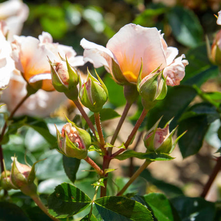 Climbing Rose Plant 'Peach Melba'