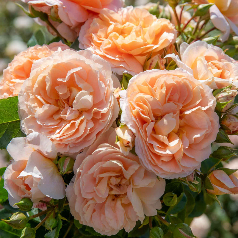 Climbing Rose Plant 'Peach Melba'