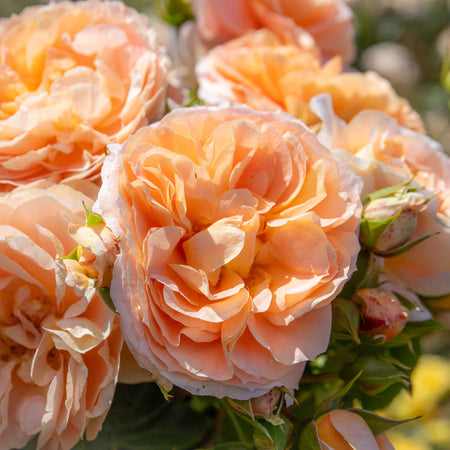 Climbing Rose Plant 'Peach Melba'