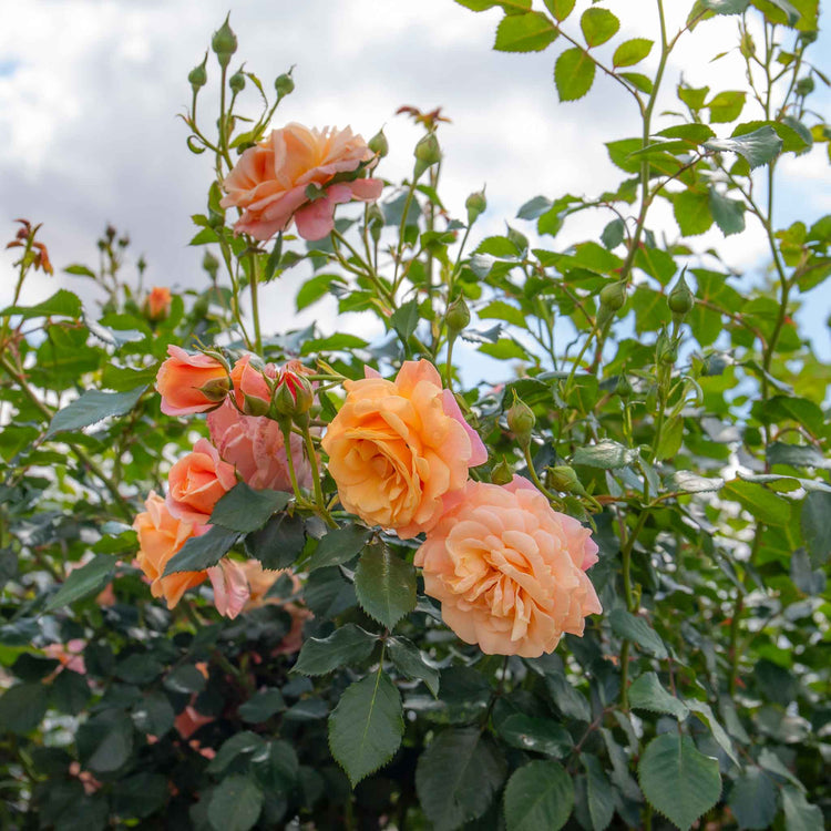 Climbing Rose Plant 'Peach Melba'