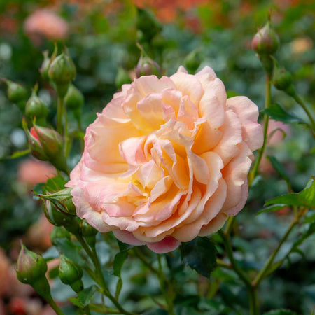 Climbing Rose Plant 'Peach Melba'