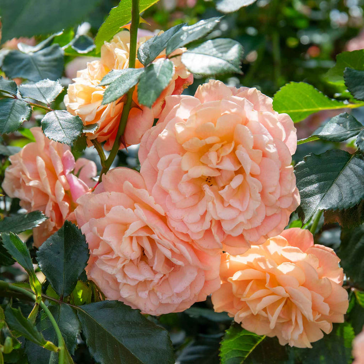 Climbing Rose Plant 'Peach Melba'