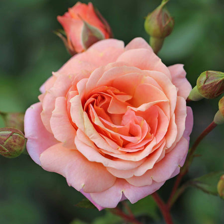 Climbing Rose Plant 'Peach Melba'