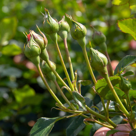 Climbing Rose Plant 'Scent From Heaven'