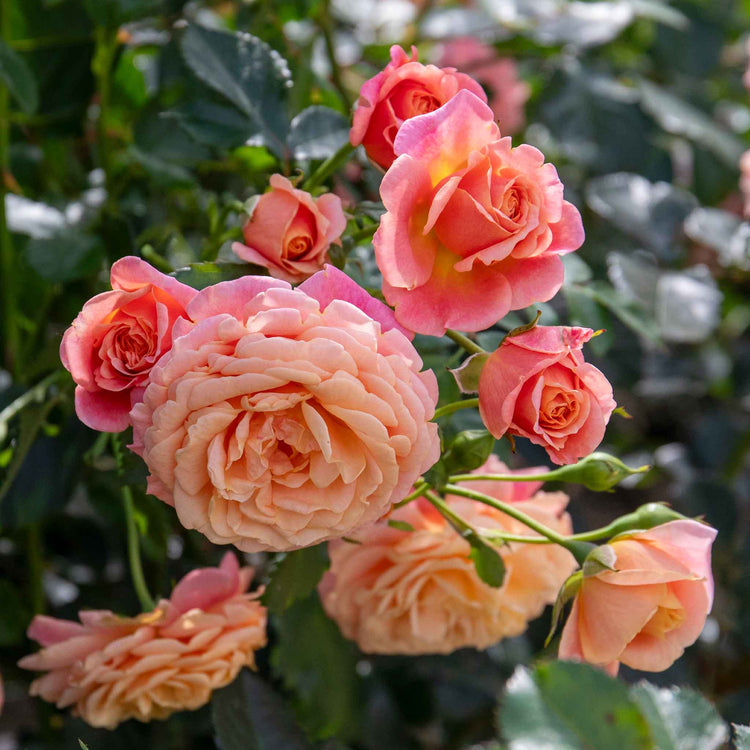 Climbing Rose Plant 'Scent From Heaven'