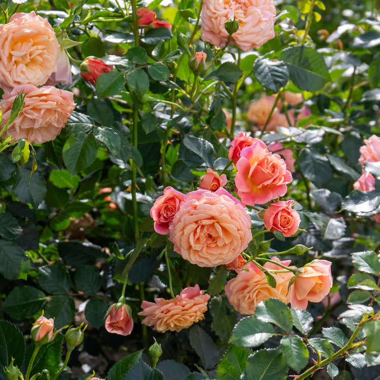 Climbing Rose Plant 'Scent From Heaven'