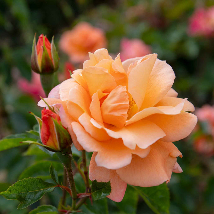 Climbing Rose Plant 'Scent From Heaven'