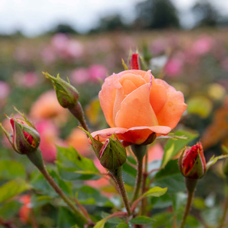 Climbing Rose Plant 'Scent From Heaven'