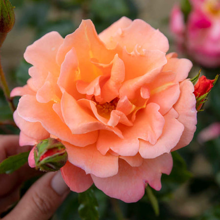 Climbing Rose Plant 'Scent From Heaven'