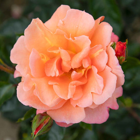 Climbing Rose Plant 'Scent From Heaven'