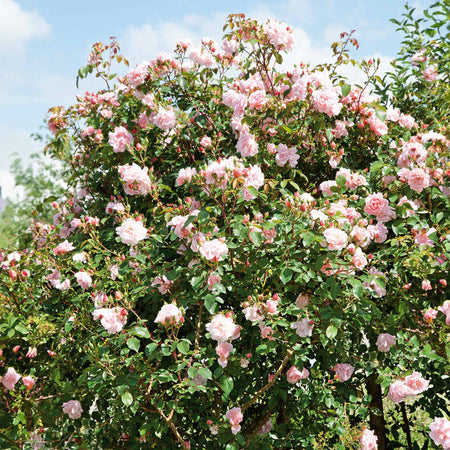 Climbing Rose Plant 'Albertine'